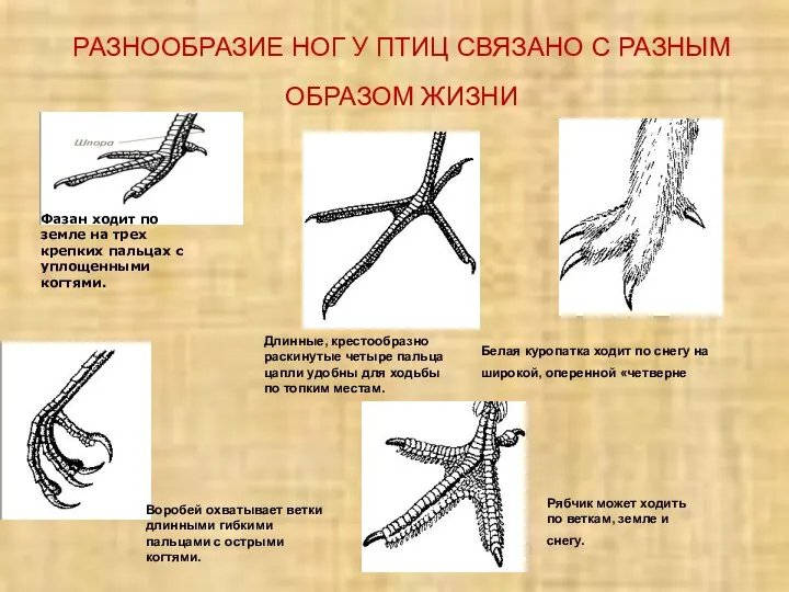 РАЗНООБРАЗИЕ НОГ У ПТИЦ СВЯЗАНО С РАЗНЫМ ОБРАЗОМ ЖИЗНИ Длинные, крестообразно