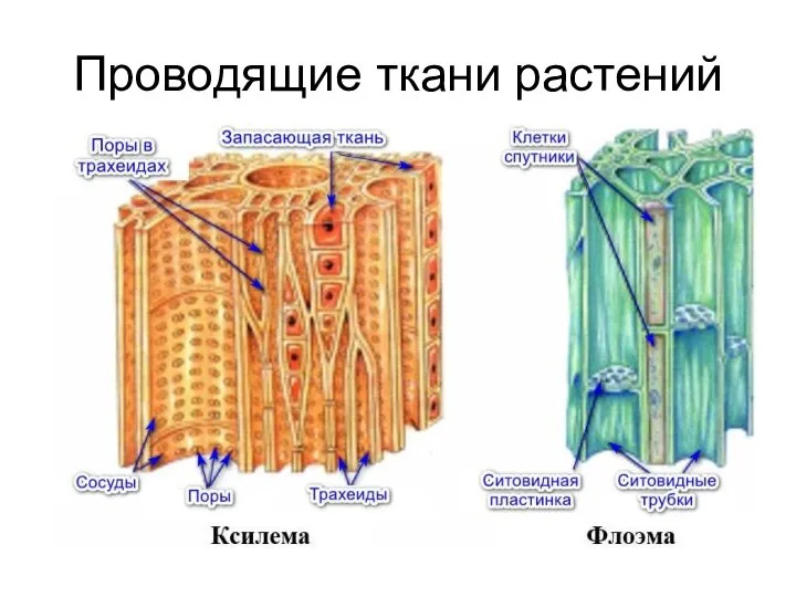 Проводящие ткани растений