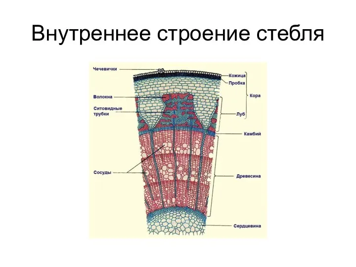 Внутреннее строение стебля