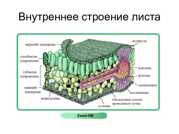 Внутреннее строение листа