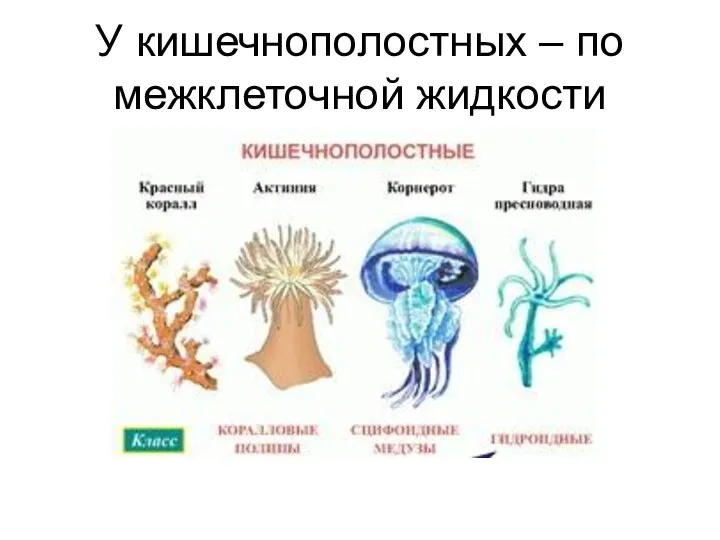 У кишечнополостных – по межклеточной жидкости