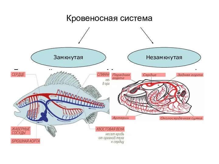 Кровеносная система Дождевой червь Моллюски гемолимфа Рыбы Насекомые Земноводные Рептилии Птицы Млекопитающие Замкнутая Незамкнутая