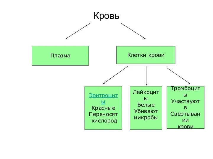 Кровь Плазма Клетки крови Эритроциты Красные Переносят кислород Лейкоциты Белые Убивают