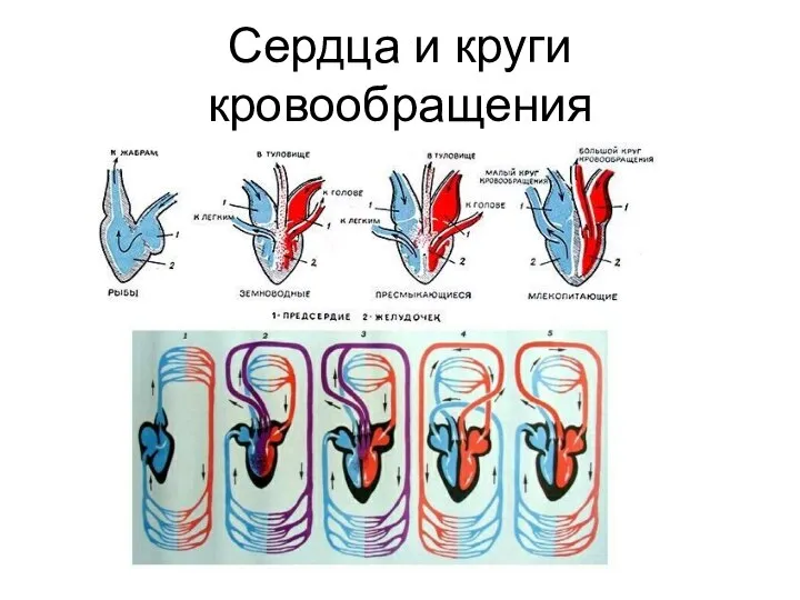 Сердца и круги кровообращения