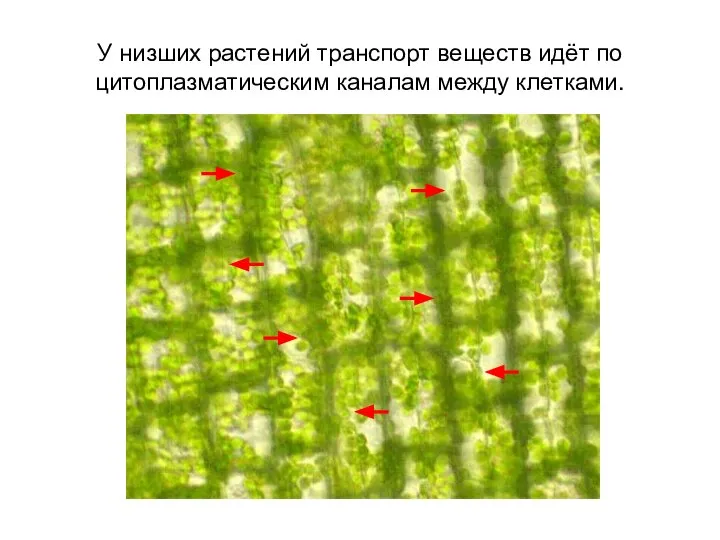 У низших растений транспорт веществ идёт по цитоплазматическим каналам между клетками.
