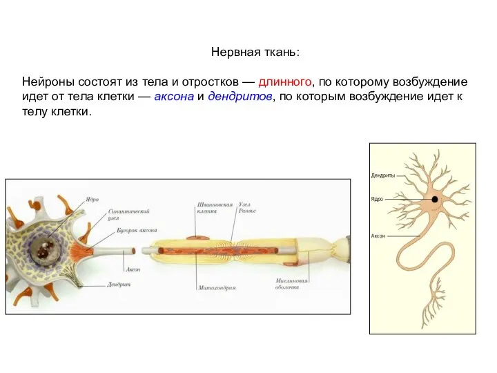 Нервная ткань: Нейроны состоят из тела и отростков — длинного, по
