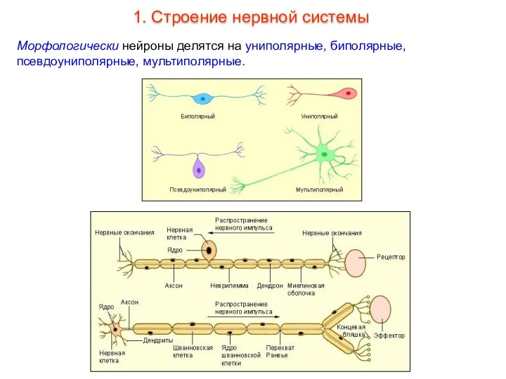 Морфологически нейроны делятся на униполярные, биполярные, псевдоуниполярные, мультиполярные. 1. Строение нервной системы