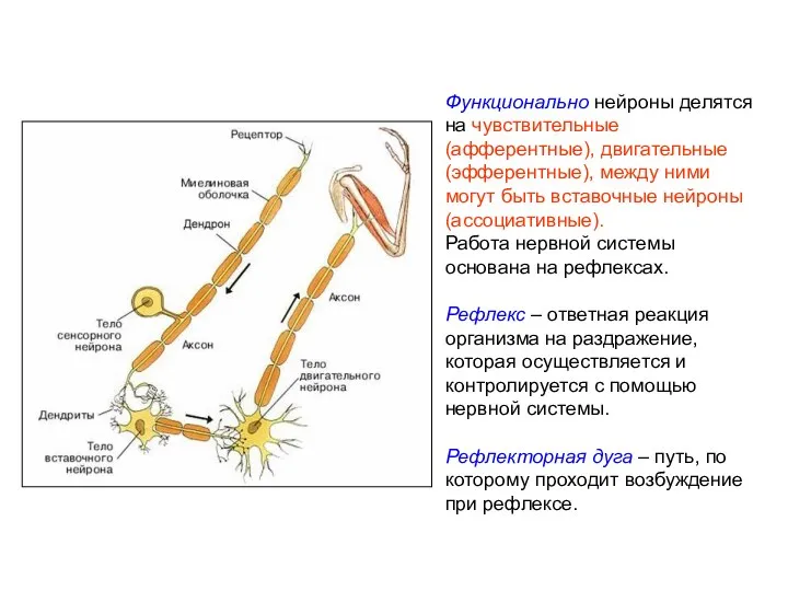 Функционально нейроны делятся на чувствительные (афферентные), двигательные (эфферентные), между ними могут