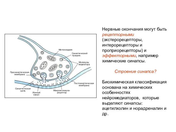 Нервные окончания могут быть рецепторными (экстерорецепторы, интерорецепторы и проприорецепторы) и эффекторными,