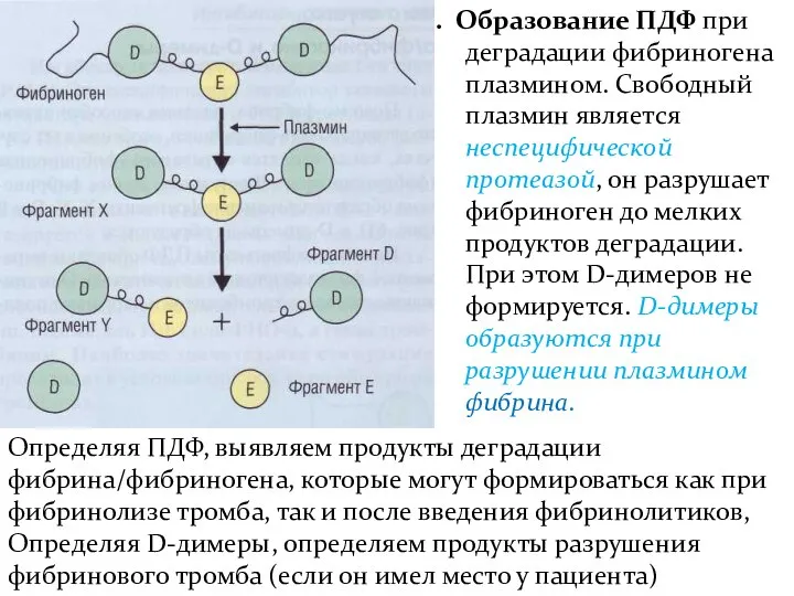 . . Образование ПДФ при деградации фибриноге­на плазмином. Свободный плазмин является