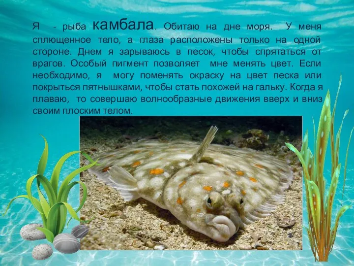 Я - рыба камбала. Обитаю на дне моря. У меня сплющенное