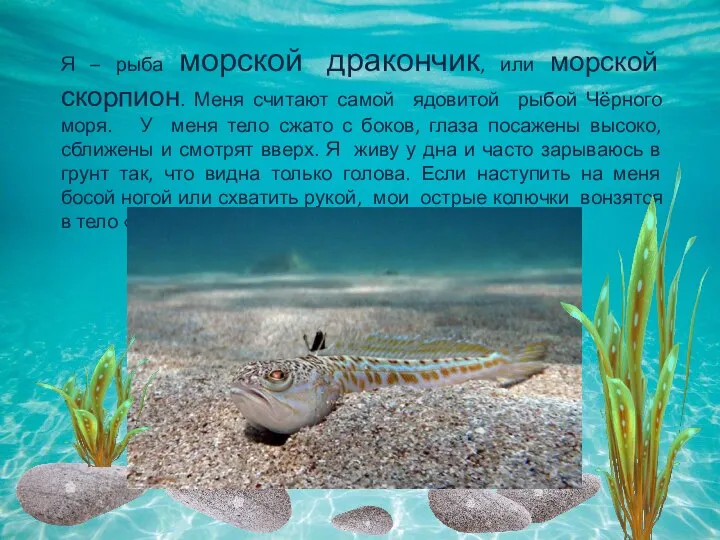 Я – рыба морской дракончик, или морской скорпион. Меня считают самой