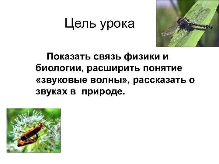 Цель урока Показать связь физики и биологии, расширить понятие «звуковые волны», рассказать о звуках в природе.