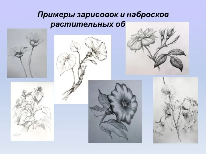 Примеры зарисовок и набросков растительных объектов