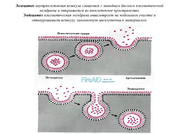 Экзоцитоз внутриклеточная везикула сливается с липидным бислоем плазматической мембраны и открывается