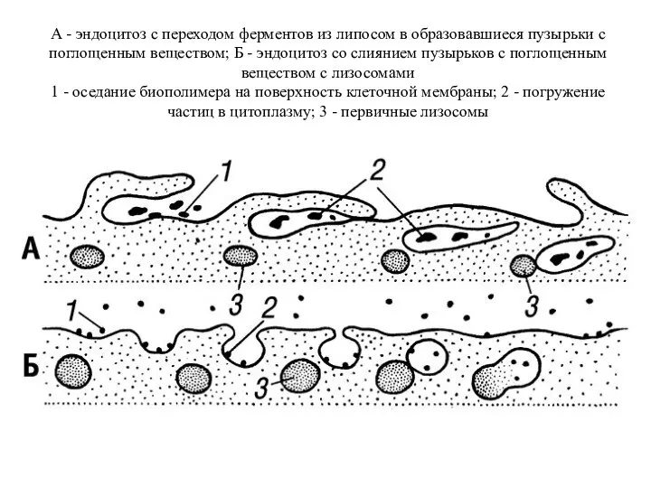 А - эндоцитоз с переходом ферментов из липосом в образовавшиеся пузырьки