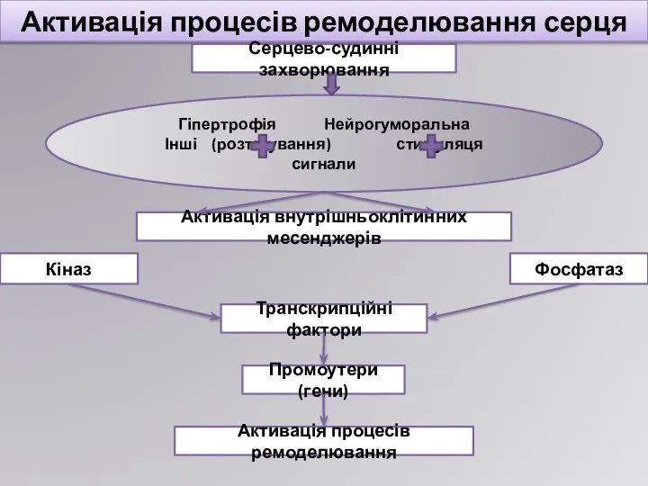 Активація процесів ремоделювання серця Серцево-судинні захворювання Гіпертрофія Нейрогуморальна Інші (розтягування) стимуляця