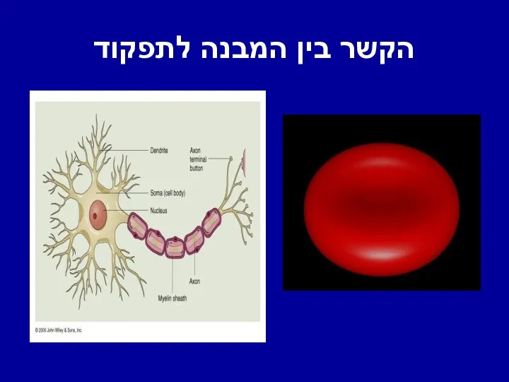 הקשר בין המבנה לתפקוד