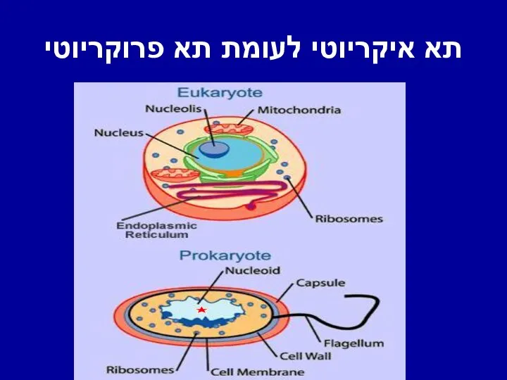 תא איקריוטי לעומת תא פרוקריוטי