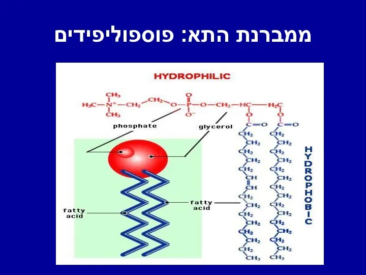 ממברנת התא: פוספוליפידים