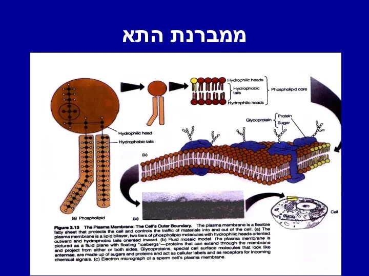 ממברנת התא