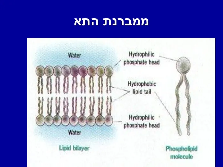 ממברנת התא