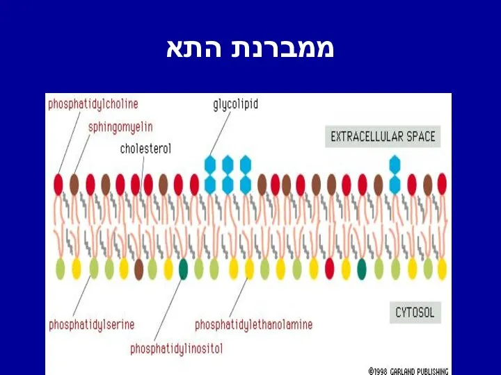 ממברנת התא