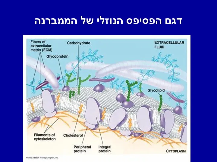 דגם הפסיפס הנוזלי של הממברנה