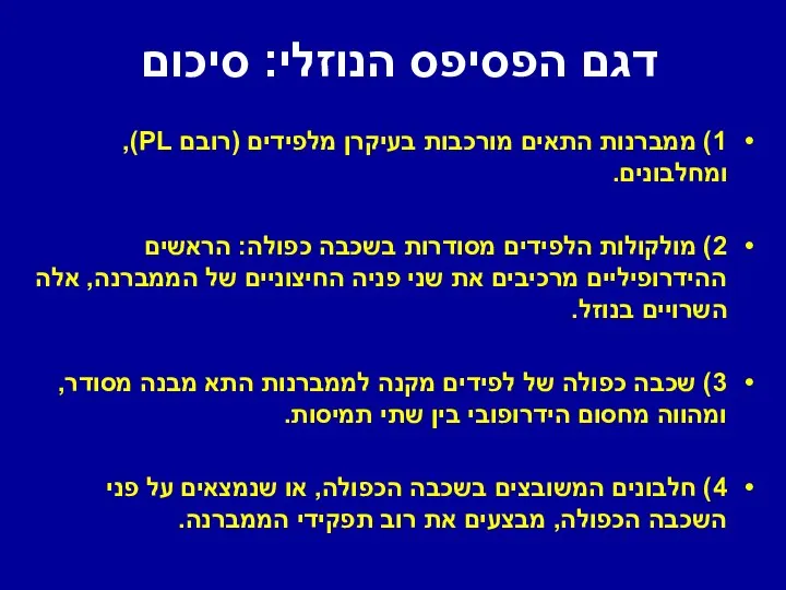 דגם הפסיפס הנוזלי: סיכום 1) ממברנות התאים מורכבות בעיקרן מלפידים (רובם