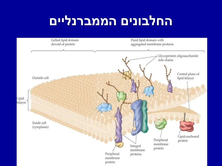 החלבונים הממברנליים