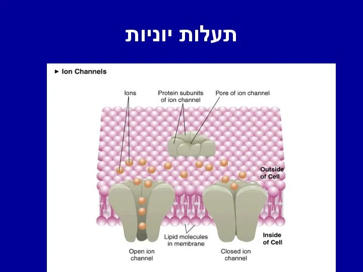 תעלות יוניות