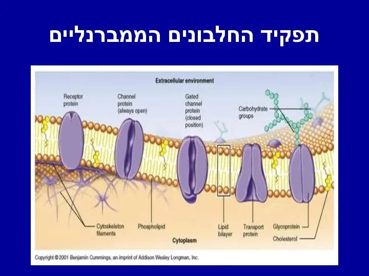 תפקיד החלבונים הממברנליים