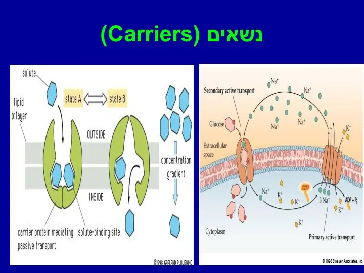 נשאים (Carriers)