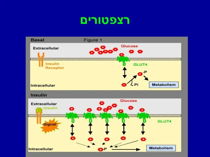 רצפטורים