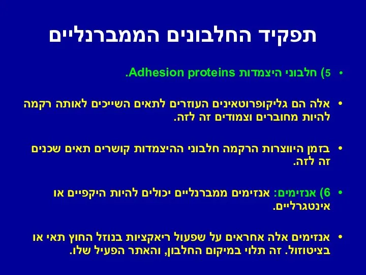 תפקיד החלבונים הממברנליים 5) חלבוני היצמדות Adhesion proteins. אלה הם גליקופרוטאינים