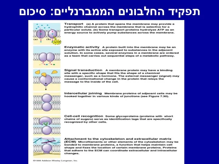 תפקיד החלבונים הממברנליים: סיכום