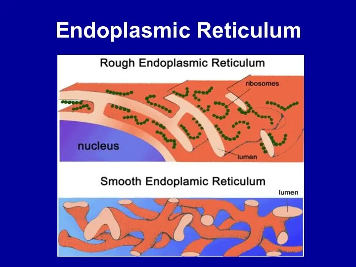 Endoplasmic Reticulum