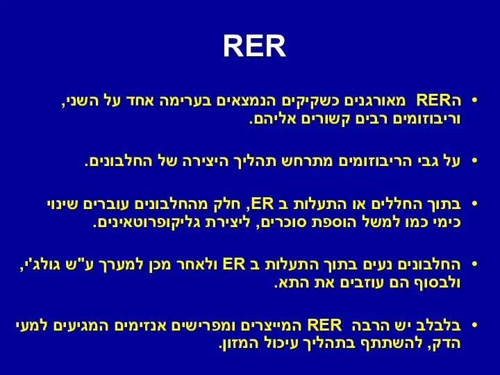 RER הRER מאורגנים כשקיקים הנמצאים בערימה אחד על השני, וריבוזומים רבים