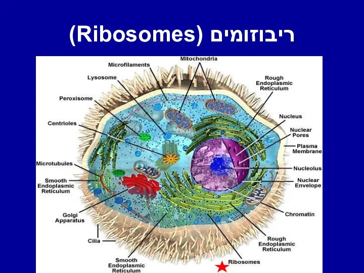 ריבוזומים (Ribosomes)