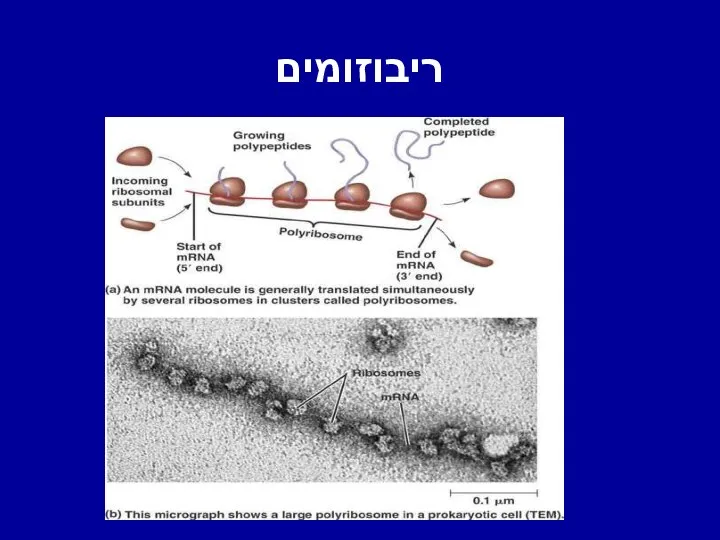 ריבוזומים