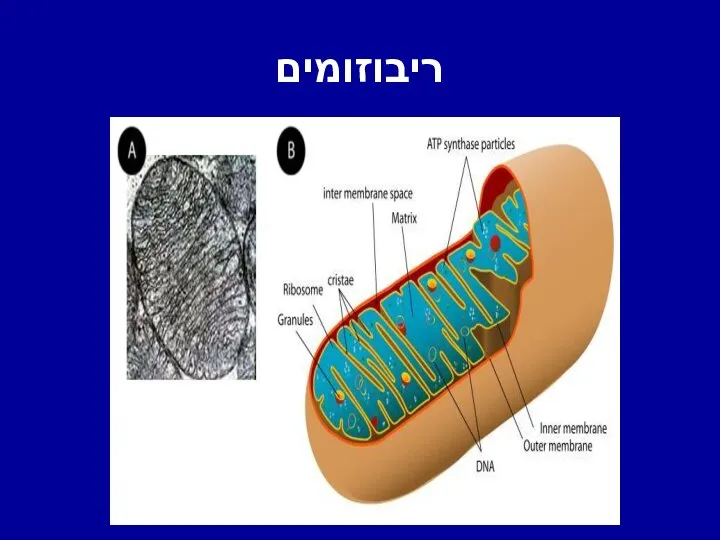 ריבוזומים