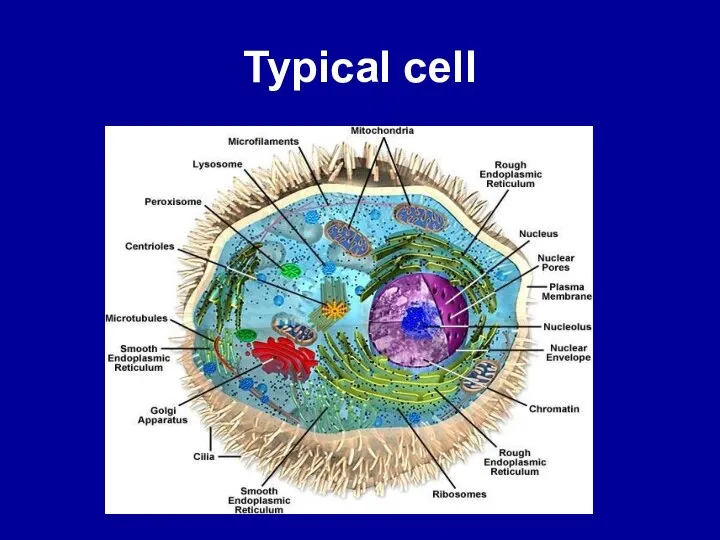 Typical cell