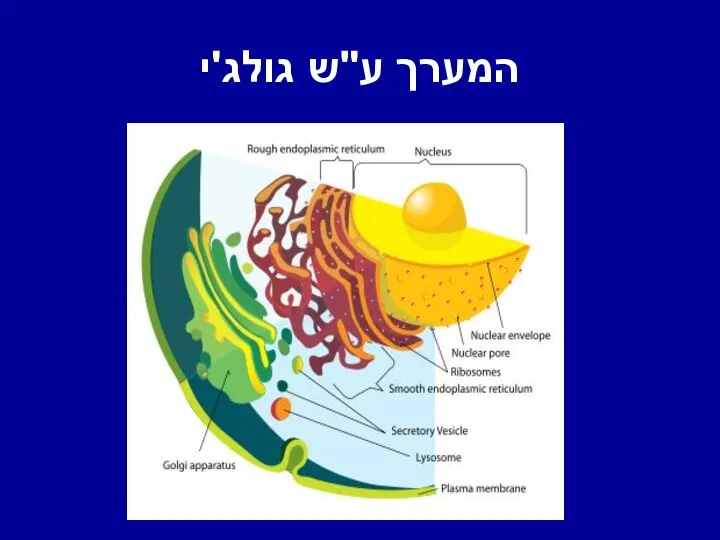 המערך ע"ש גולג'י