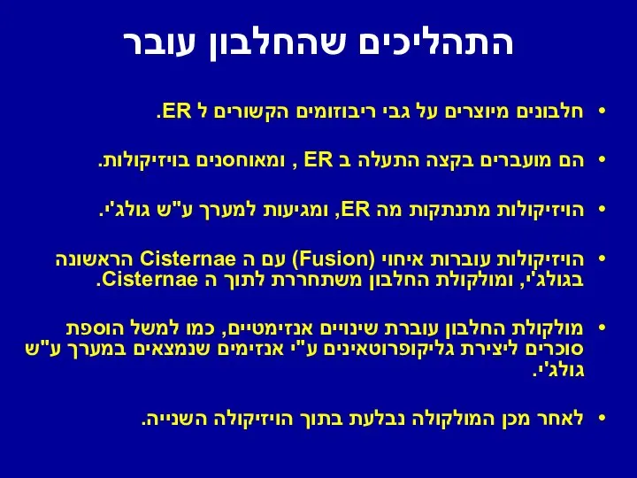 התהליכים שהחלבון עובר חלבונים מיוצרים על גבי ריבוזומים הקשורים ל ER.