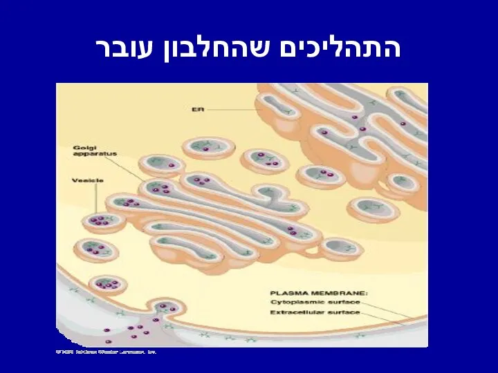 התהליכים שהחלבון עובר