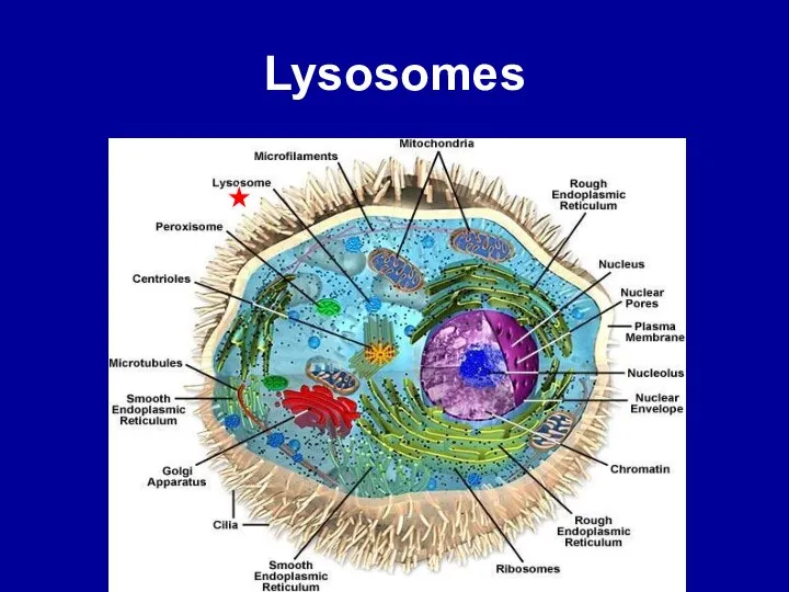 Lysosomes