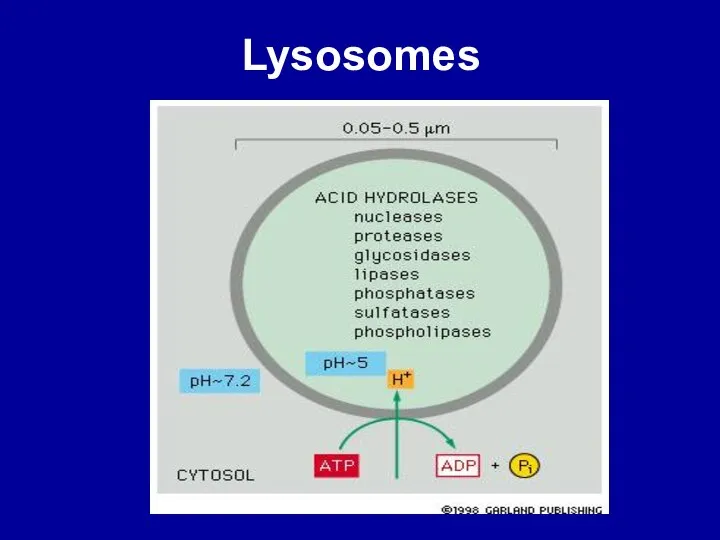 Lysosomes