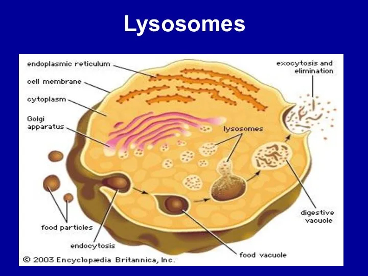 Lysosomes