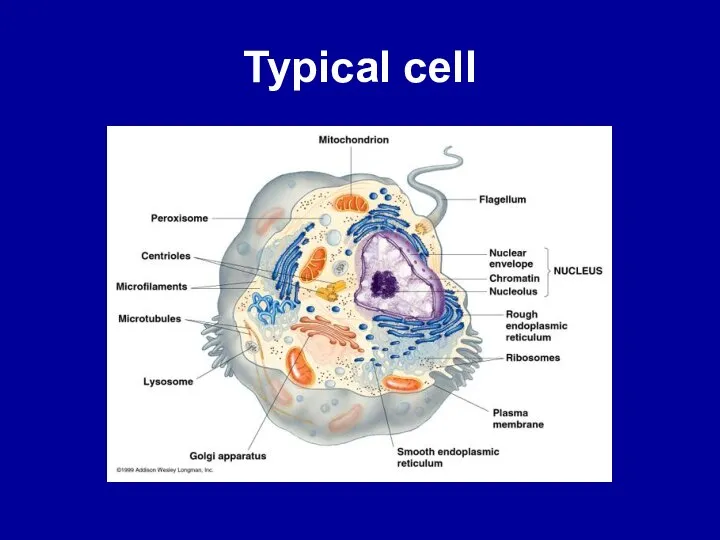 Typical cell