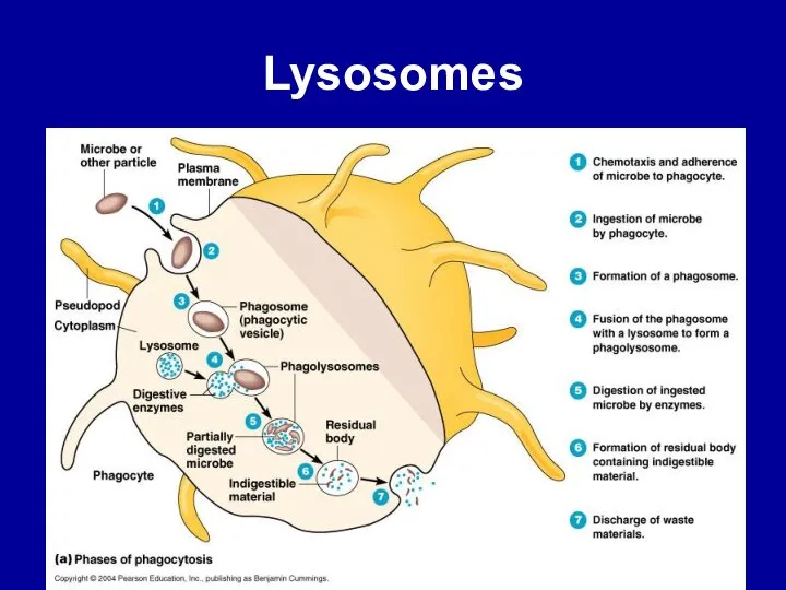 Lysosomes